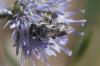 Osmia sp.